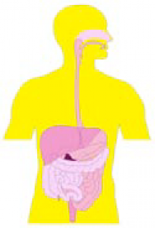 LE PRECANCEROSI IN GASTROENTEROLOGIA - SECONDO MODULO: LO STOMACO (ed. 01/01/2004)